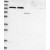 Western Blot: AARS2 Antibody [NBP1-89323] Lane 1: Marker [kDa] 230, 130, 95, 72, 56, 36, 28, 17, 11 | Lane 2: RT-4 | Lane 3: U-251 MG | Lane 4: Human Plasma | Lane 5: Liver | Lane 6: Tonsil